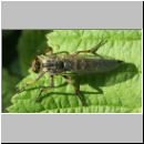 Neoitamus cyanurus - Raubfliege w01.jpg